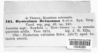 Hysterium flexuosum image